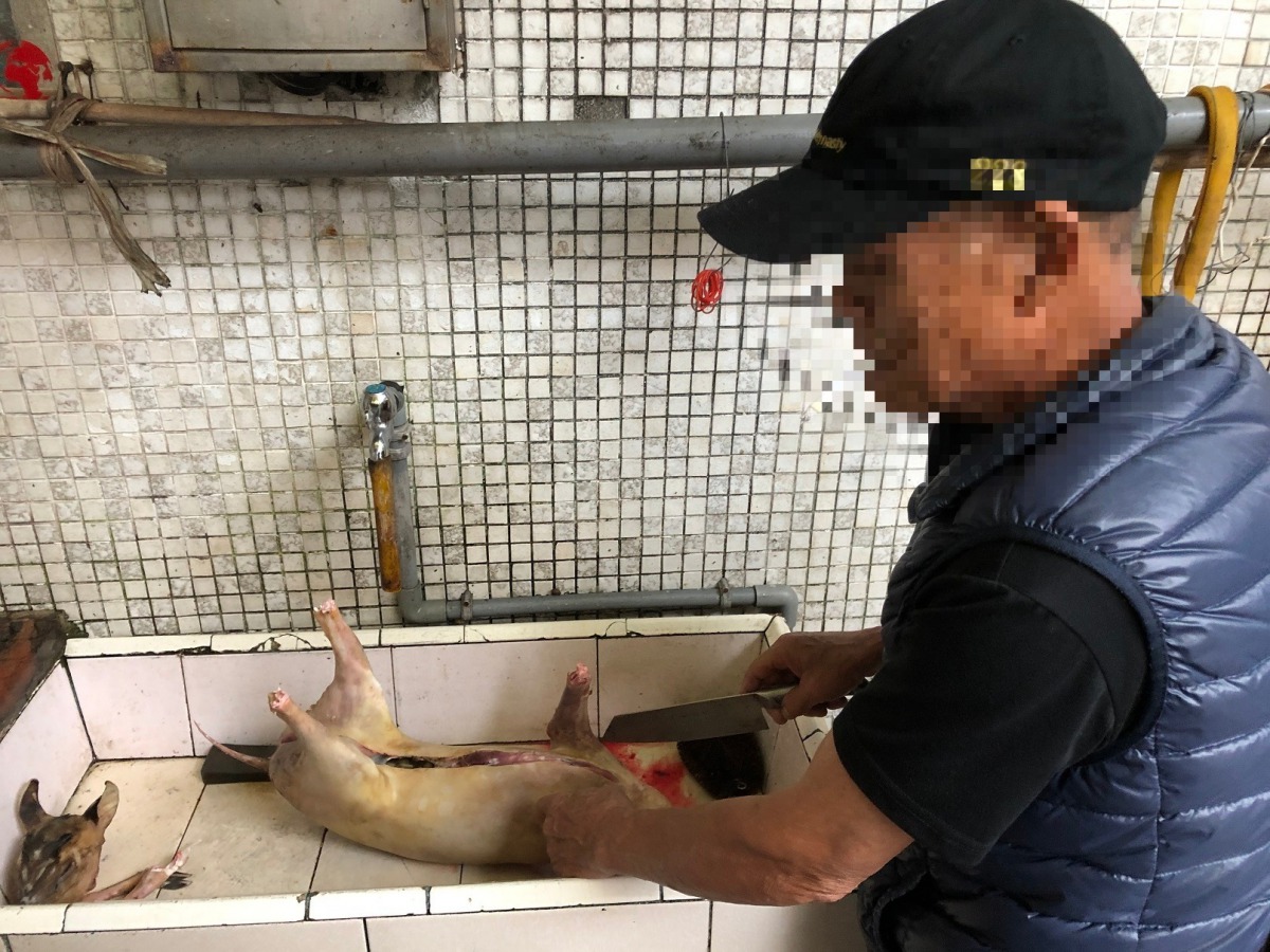 吳姓男子將獵捕到的小山羌公然宰殺準備烹煮食用。基隆市動保所/提供