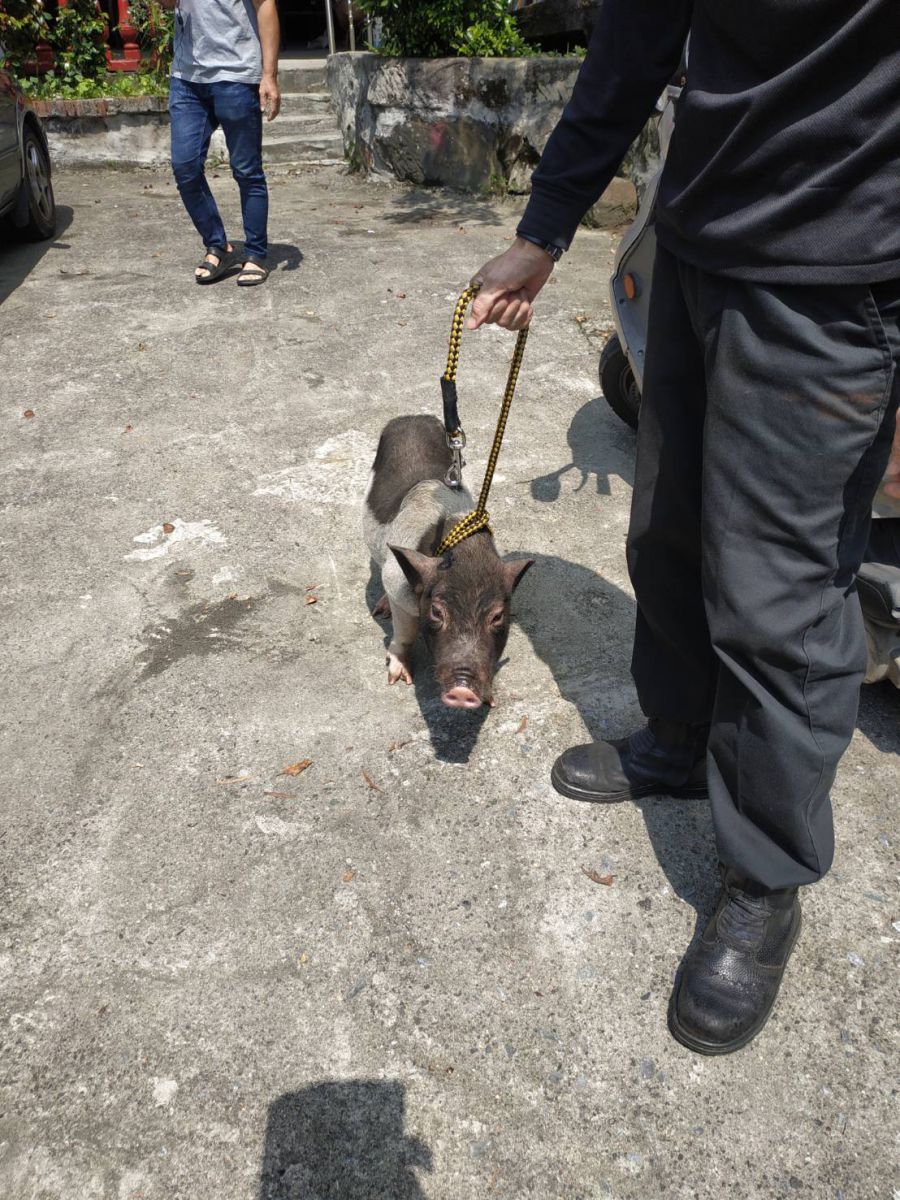 動保處將遊蕩的麝香豬帶回動物之家安置。 新北市動保處/提供