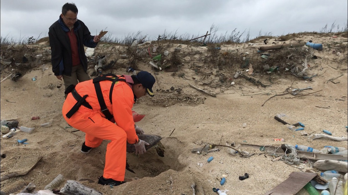 死亡時間過久的綠蠵龜由安檢人員做就地掩埋。岸巡七總隊/提供