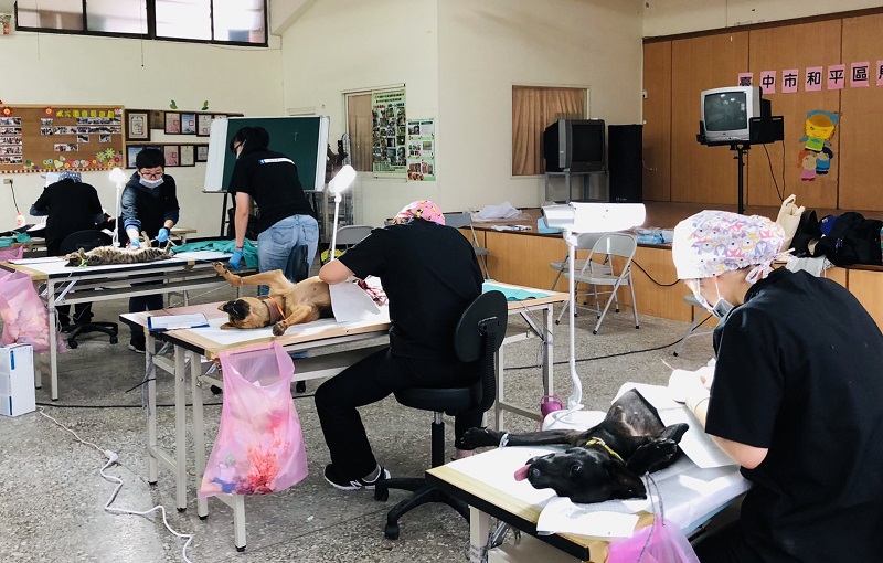 在臨時搭建的手術台，獸醫師們細心地替每一隻犬貓進行絕育手術。 台中市動保處/提供