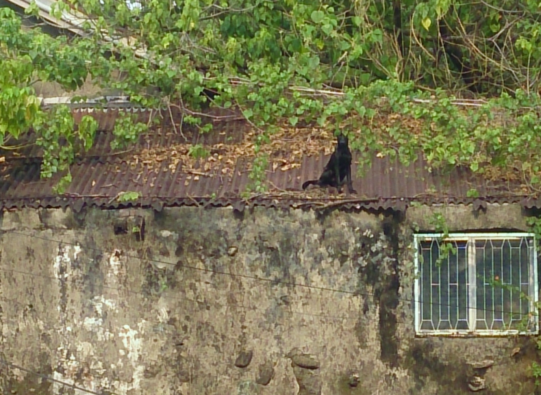 熱心民眾在一處老宅屋頂發現浪犬受困，於是主動通報救援。台灣動物緊急救援小組/提供