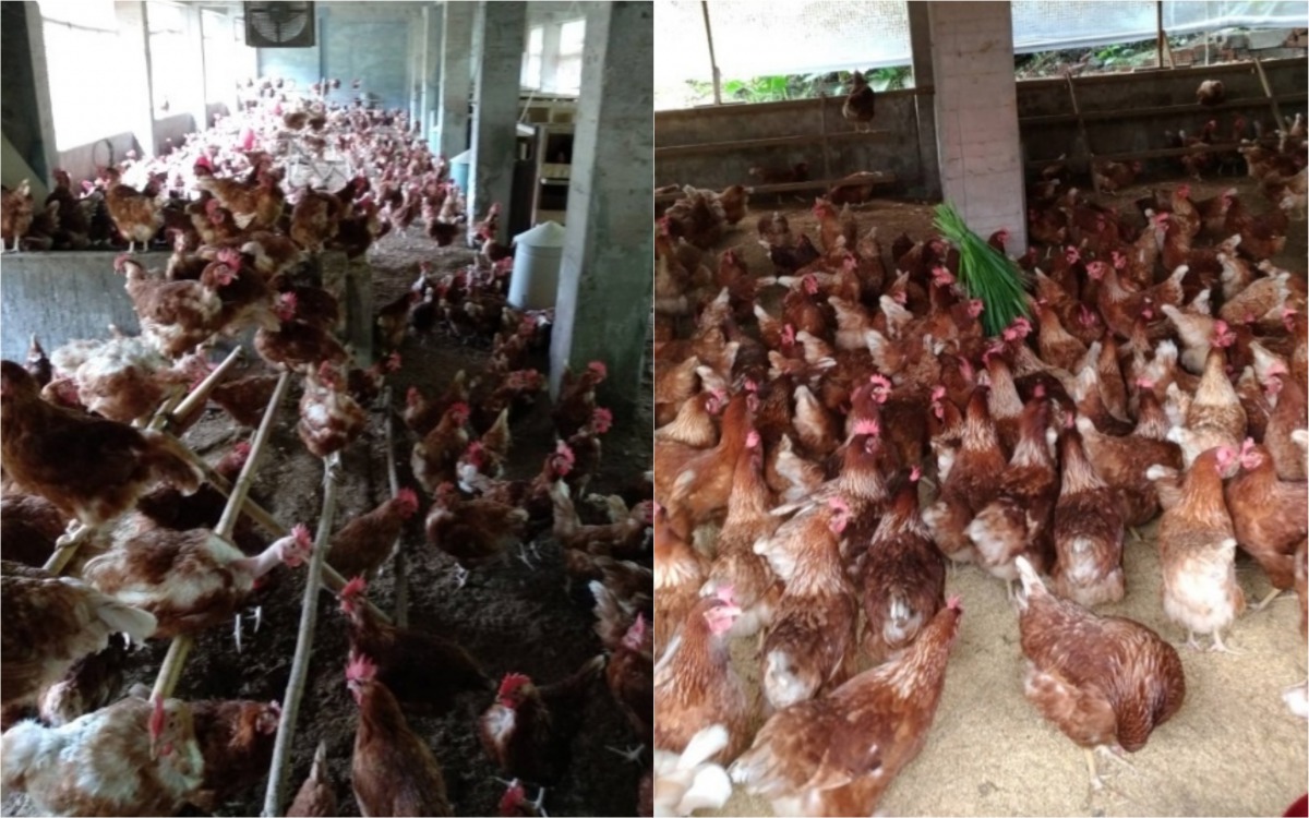謝樟樹蛋雞場採用平飼的方式飼養蛋雞，蛋雞不僅可以自由活動，還附有棲架(左)讓雞可以爬上爬下。 新北市動保處/提供