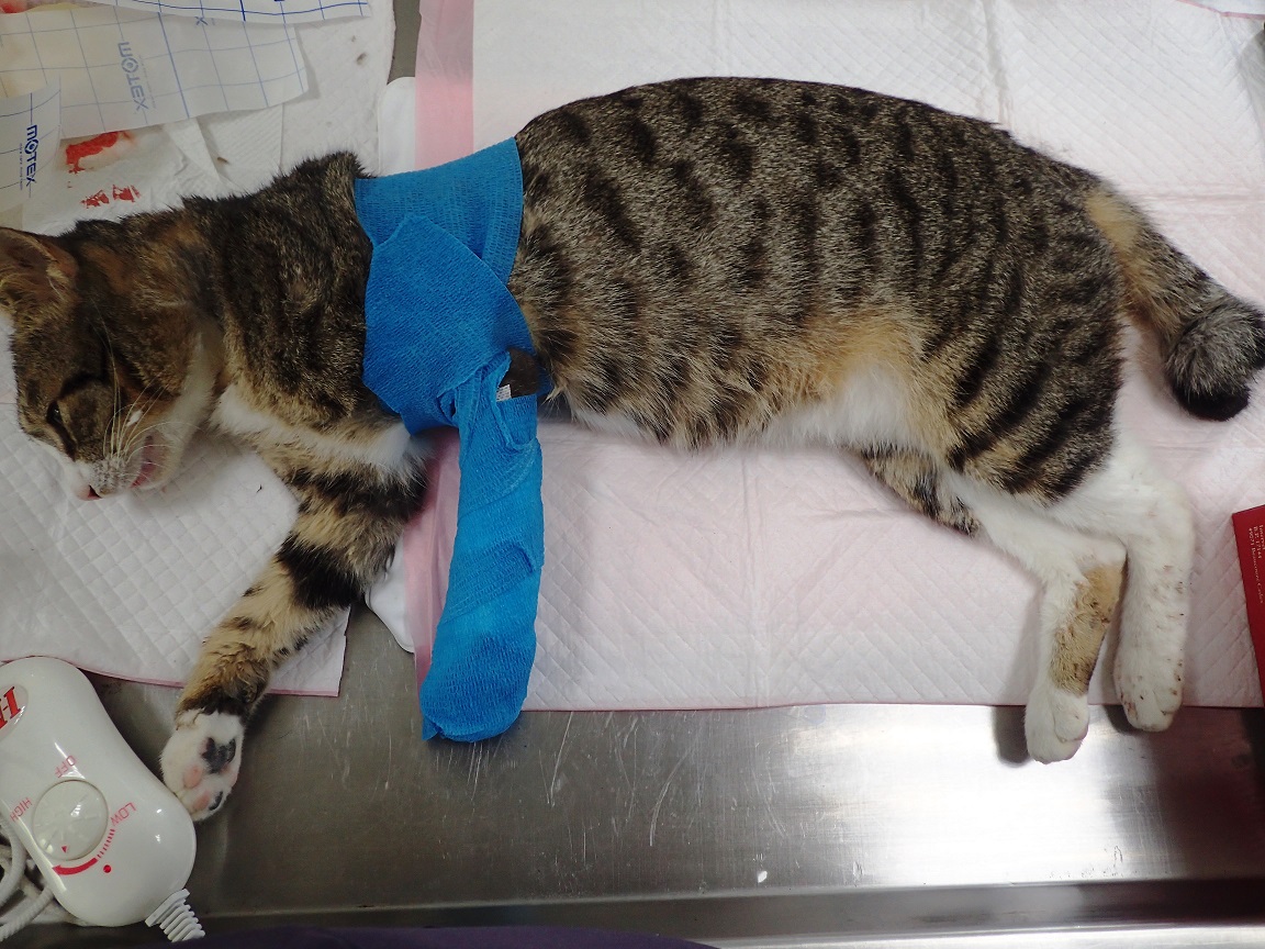 收容所獸醫師細心照料受傷的流浪動物。 苗栗縣動物保護防疫所/提供