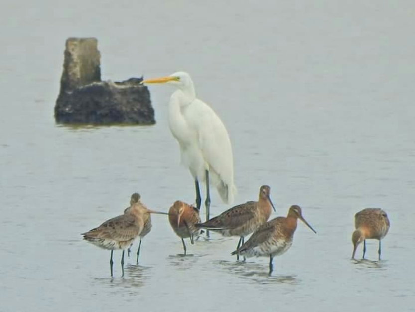 過境鳥黑尾鷸(前者)今年約有20隻來到永安濕地度冬。永安濕地解說教育中心/提供