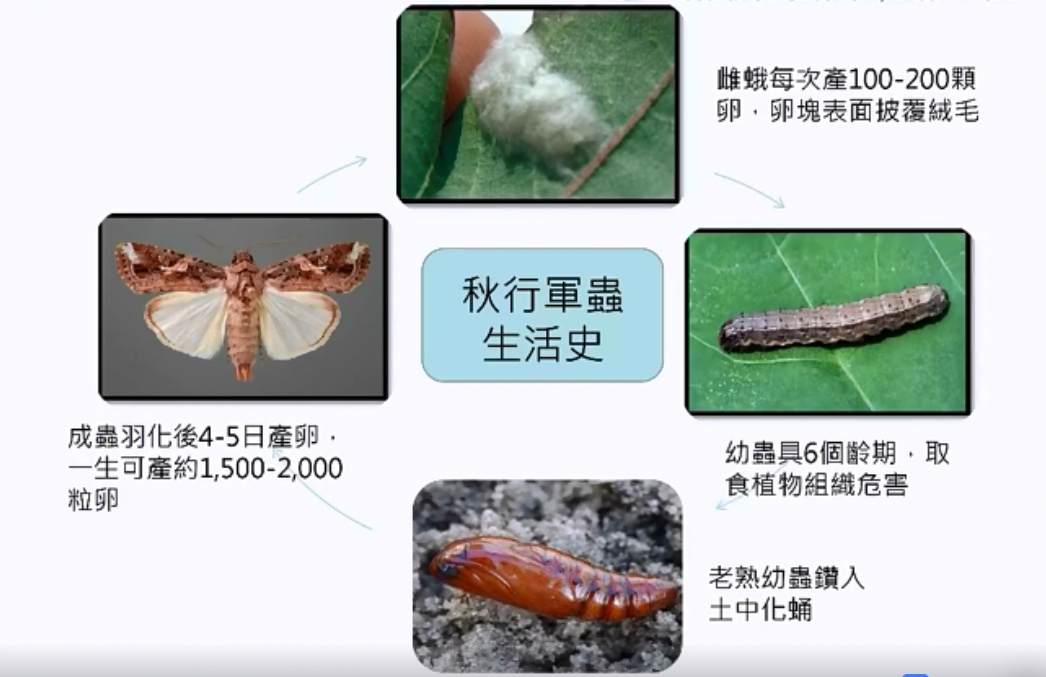 秋行軍蟲幼蟲會危害植物、成蟲則是有驚人的繁殖力。 截自防檢局直播畫面。