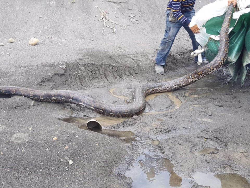 長約4公尺的網紋蟒。 翻攝/爆廢公社