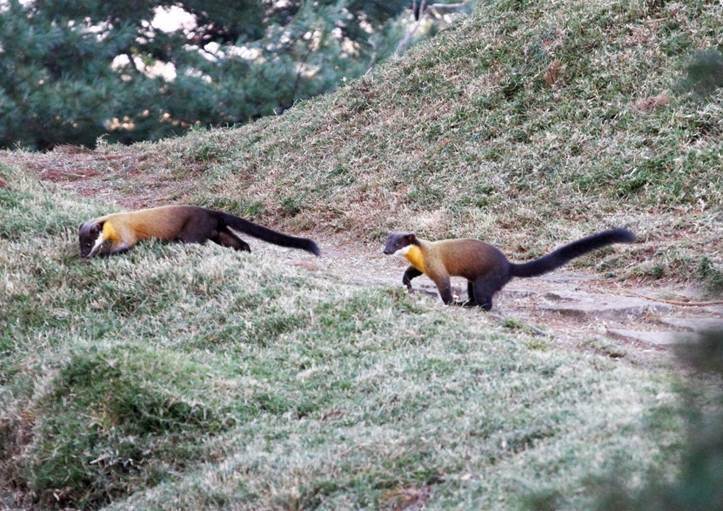 玉山國家供經過多年來的積極保育，生態資源相當豐富，經常有野生動物出沒帶給遊客驚喜。 圖為黃喉貂 玉管處/提供