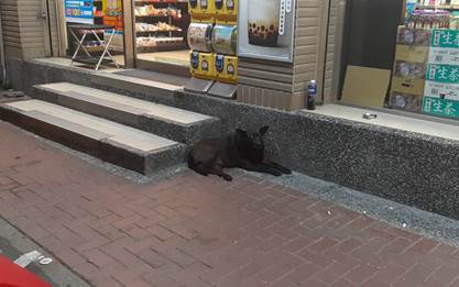 許多遊蕩犬隻常因有店家或愛心民眾餵養而長期在特定地點出沒。 新北市動保處/提供