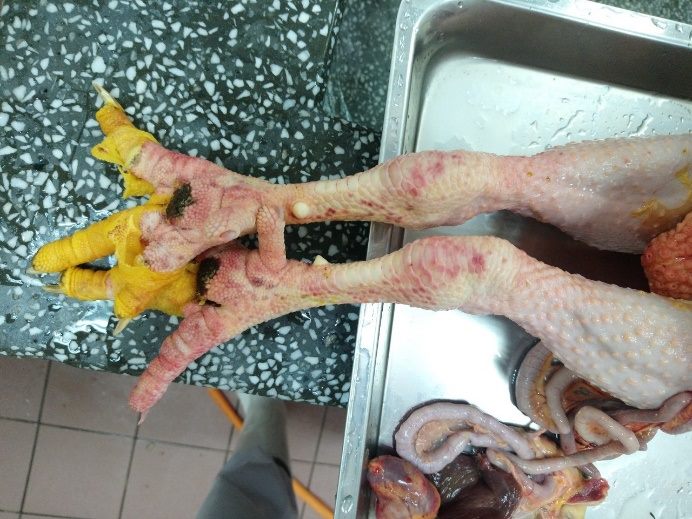 屠體有部分潮紅、眼周區水腫、腳脛瀰漫性潮紅等疑似感染禽流感的症狀。 台北市動保處/提供