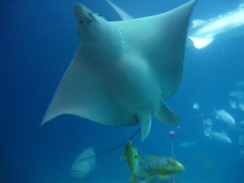 眼斑鴨嘴燕魟媽媽在懷孕時腹部隆起的模樣。屏東海生館/提供