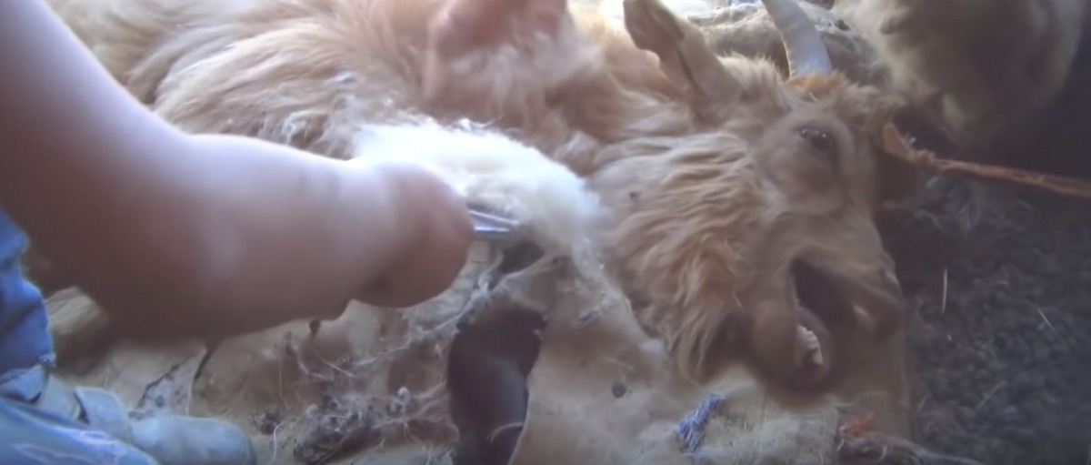 梳絨時山羊的表情相當痛苦。亞洲善待動物組織/提供