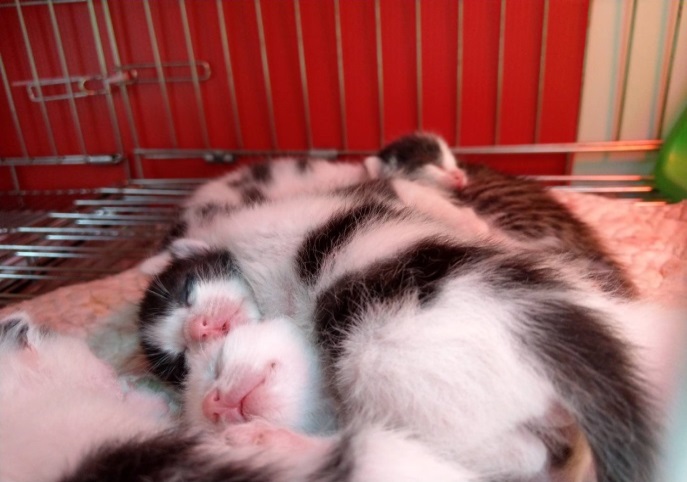 年幼奶貓因為可愛討喜，相當容易被民眾認養。 新北市動保處/提供