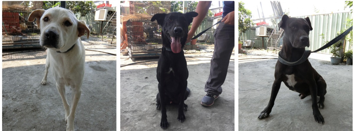 雲林縣有4家代養場開放民眾認養犬隻。 雲林縣動植物防疫所/提供