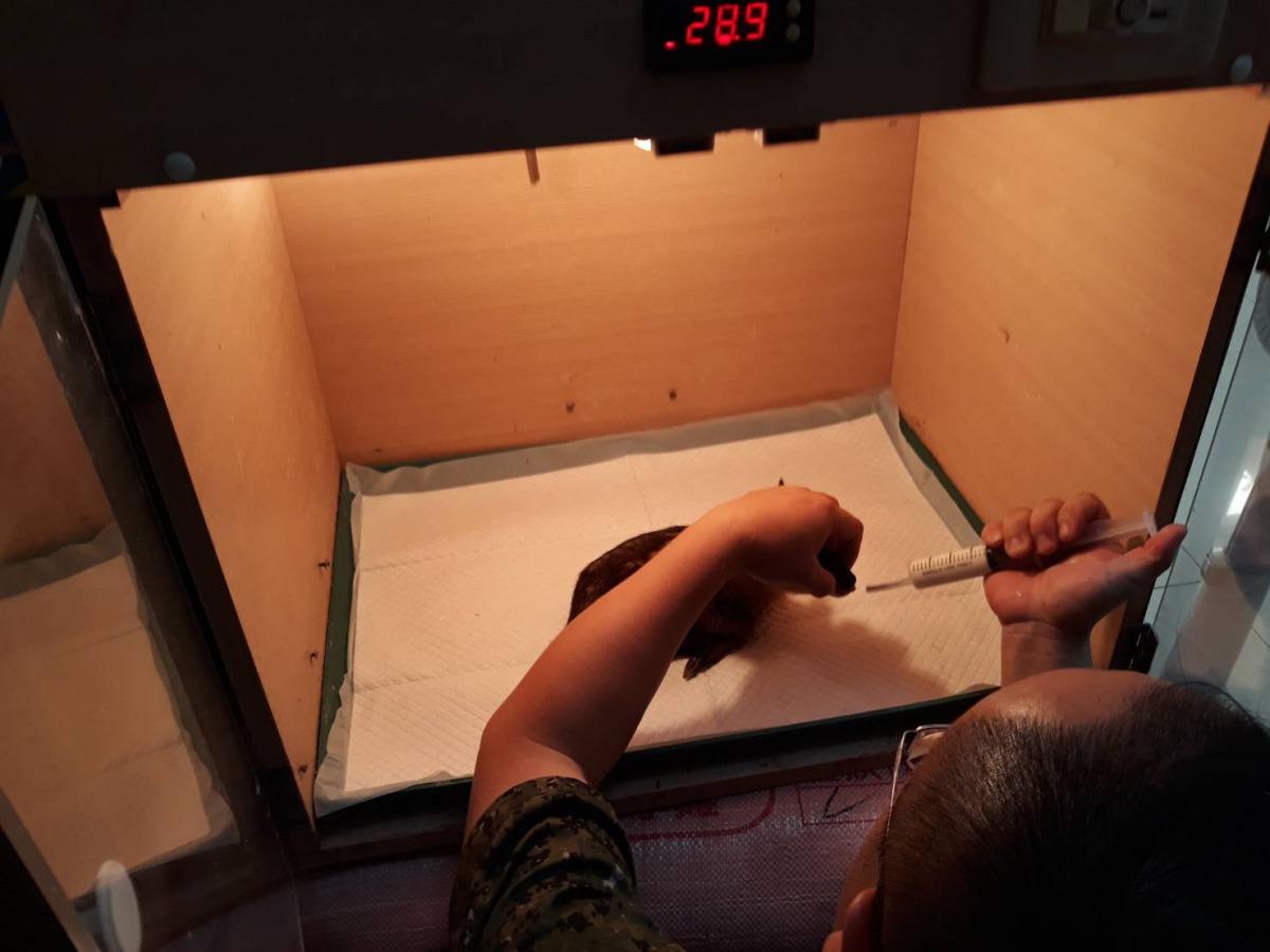 獸醫替小山羌灌食羊奶以及利用保溫箱保溫。 苗栗縣政府/提供