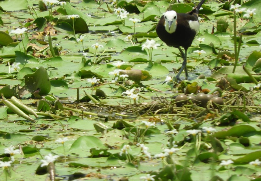 母水雉在巢中下完蛋後，孵蛋的工作便交給公水雉負責。施建州/提供