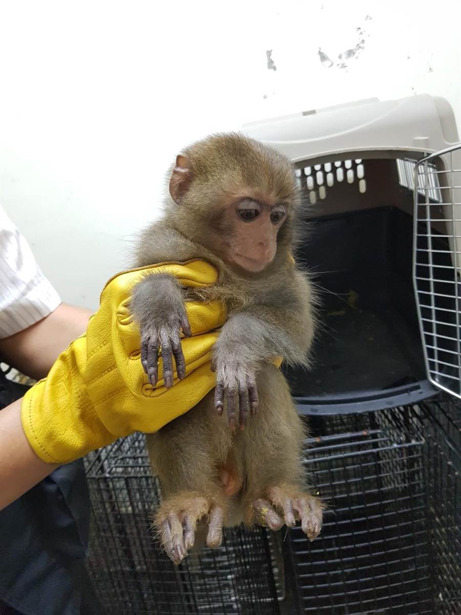 動保所依法沒入未滿6個月大台灣獼猴幼猴。 基隆動保所/提供