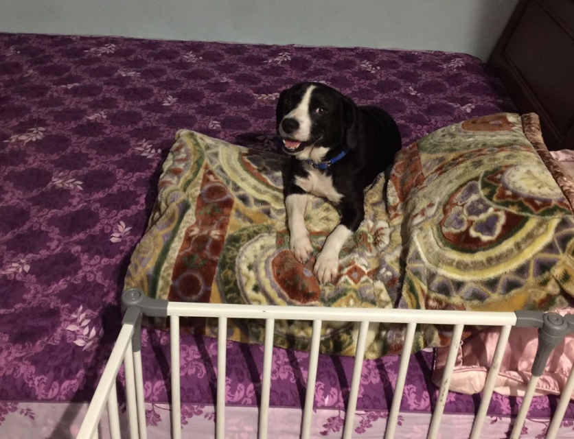 狗狗在劉姓飼主家中開心地過日子。 新北市動保處/提供