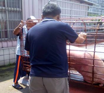 護生園區廖先生將白豬搬運上車帶回照料。 新北市動保處/提供