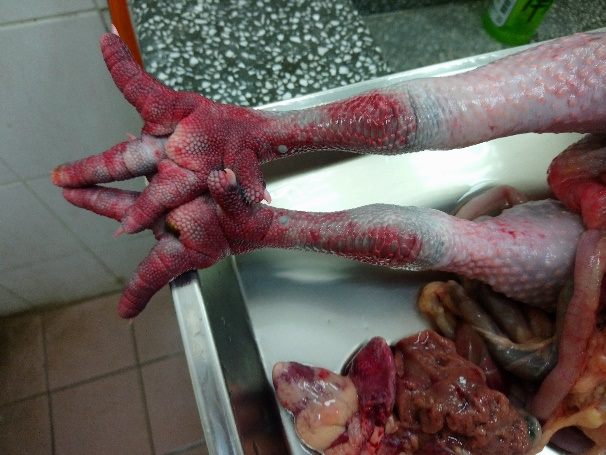 感染禽流感的雞隻屠體，有部分潮紅、腳脛瀰漫性潮紅等症狀。 台北市動保處/提供