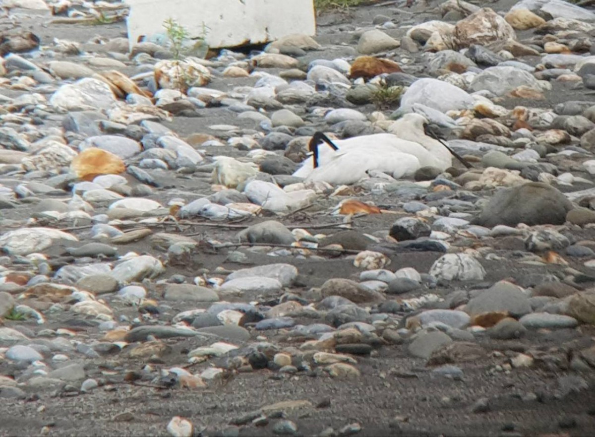鳥友在花蓮溪沙洲上發現癱軟的黑面琵鷺。花蓮縣政府/提供