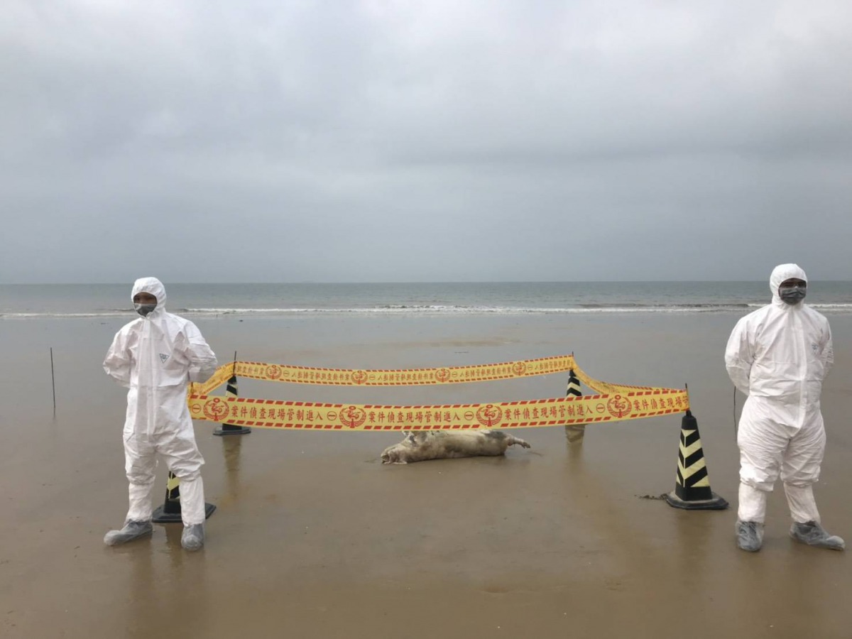 海巡人員在金湖鎮尚義海灘岸際發現一具豬屍，隨即拉起封鎖線。金門縣政府/提供