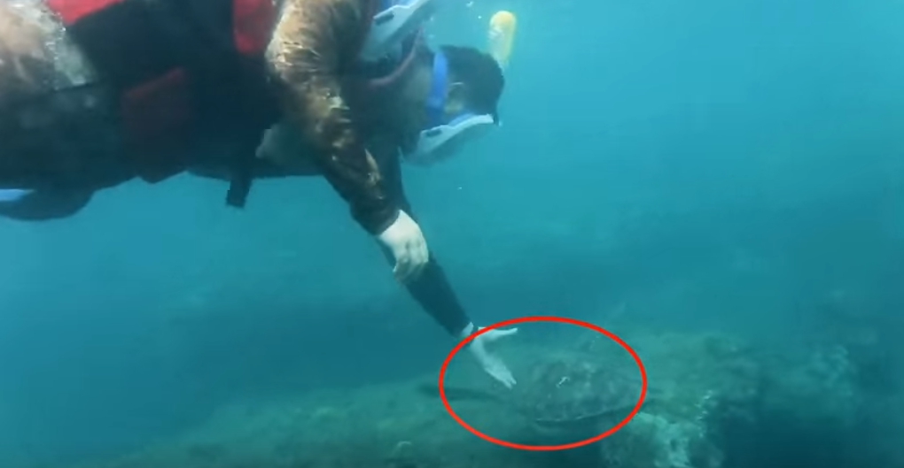 浮潛遊客用手撥弄綠蠵龜。海巡署/提供