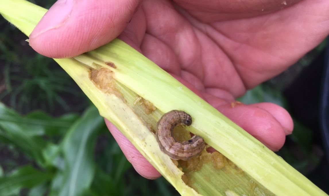 民眾在宜蘭縣頭城鄉的食用玉米田發現到秋行軍蟲。 宜蘭縣政府/提供