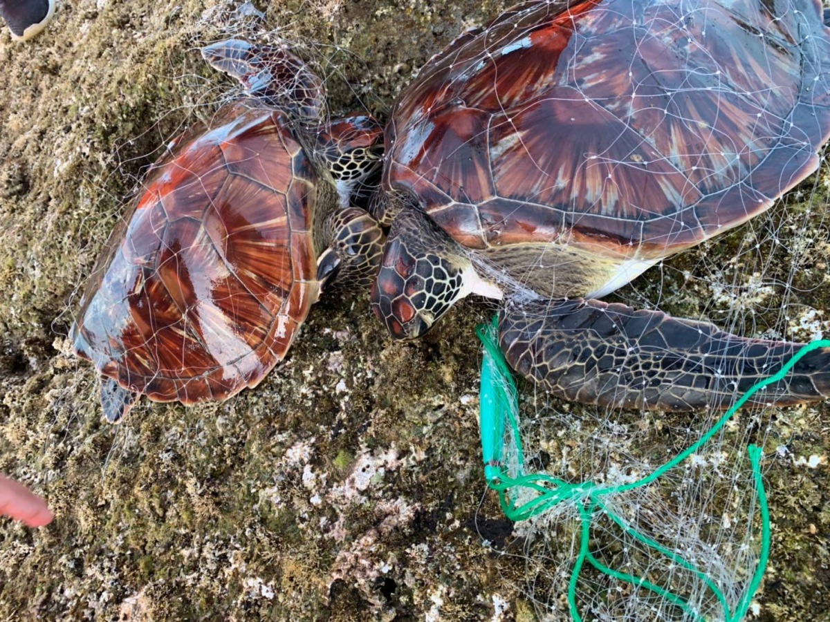 受困廢棄漁網的2隻綠蠵龜。 海巡署/提供