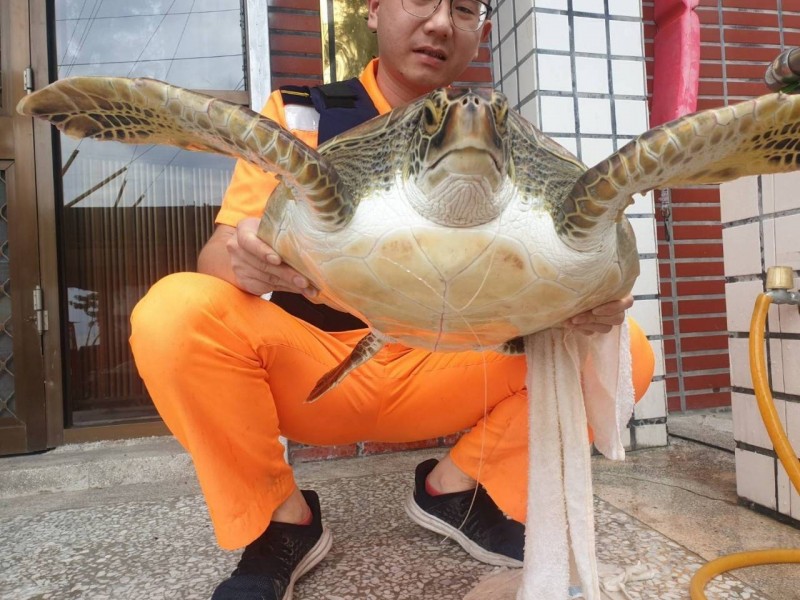 通報救援的海龜明顯可以看見嘴裡有魚鉤及釣魚線。 屏東縣政府/提供
