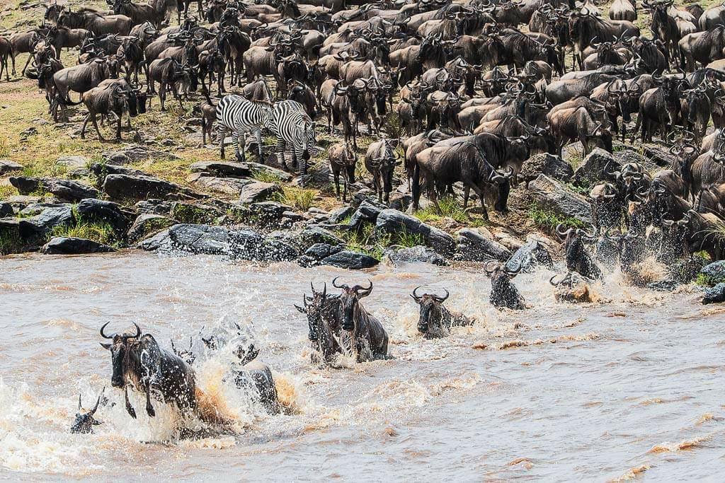 彭雲鋒到非洲肯亞拍攝時看到大群牛羚渡河的壯觀畫面。 彭雲鋒/提供