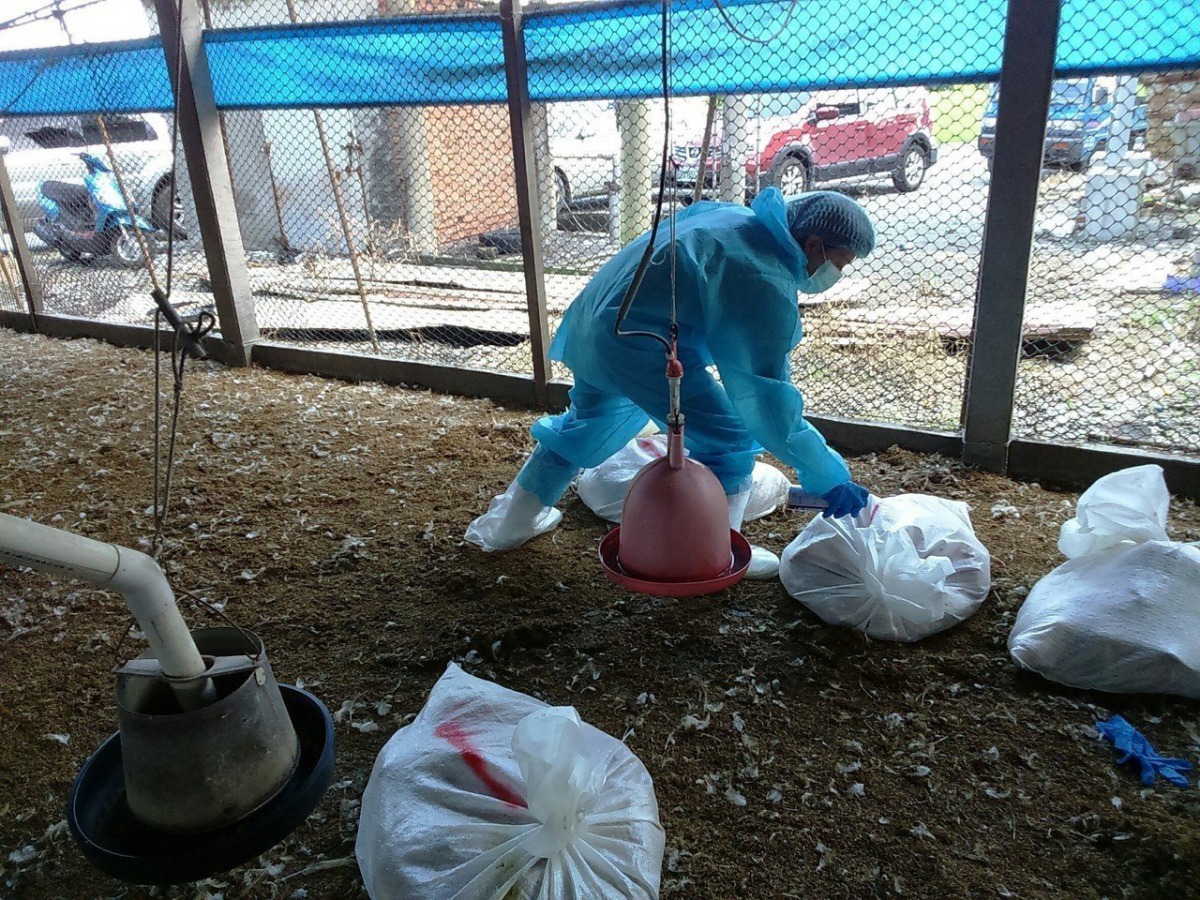 防疫所完成禽流感爆發場共2萬多隻土雞的撲殺作業。 彰化縣動物防疫所/提供