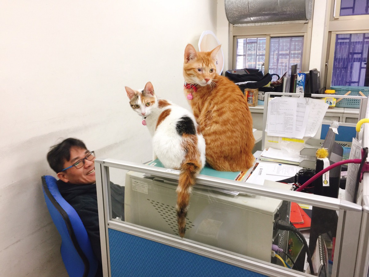 新北市動保處平時就鼓勵員工帶犬貓來上班。 資料照片 新北市動保處/提供