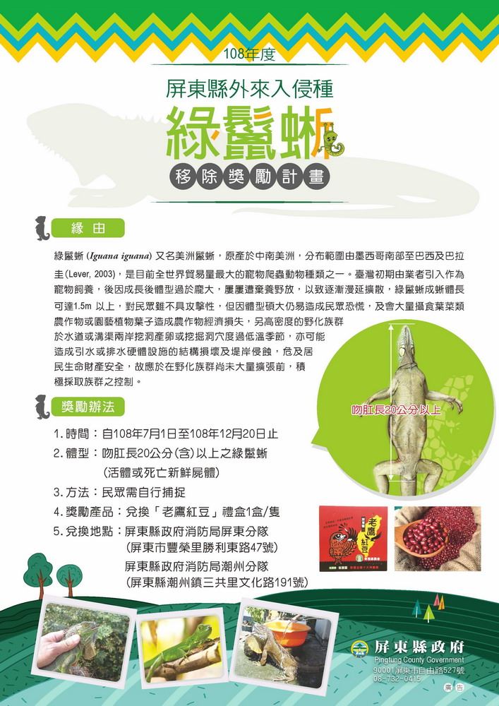 屏東縣祭出捉一隻綠鬣蜥換一盒紅豆的計畫，鼓勵民眾加入移除外來種的行列。 屏東縣農業處/提供