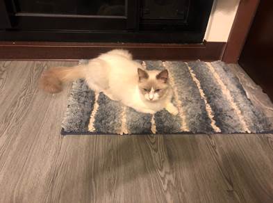 董姓民眾家中一共有4隻布偶貓。 新北市動保處/提供