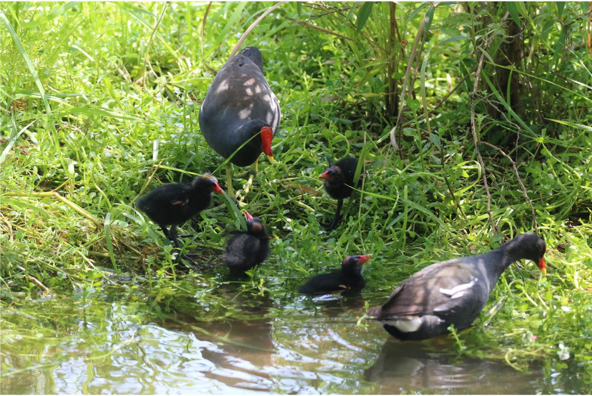 成鳥紅冠水雞一同照顧幼鳥。國父紀念館/提供