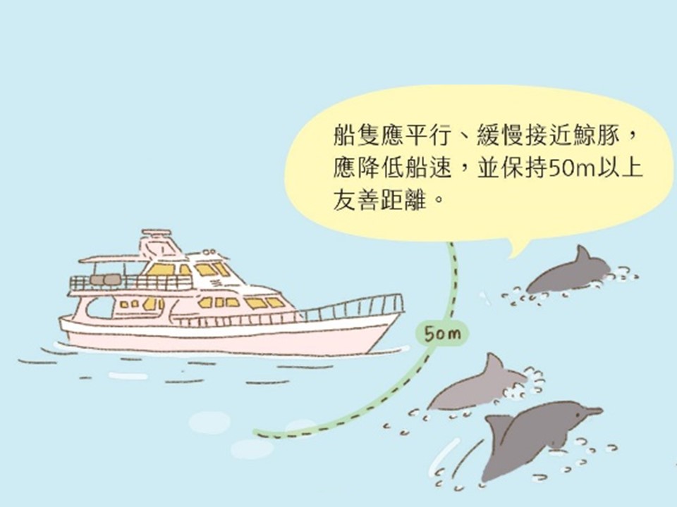 賞鯨時業者的船隻應平行、緩慢地接近鯨豚，不可衝入鯨豚群。 海保署/提供