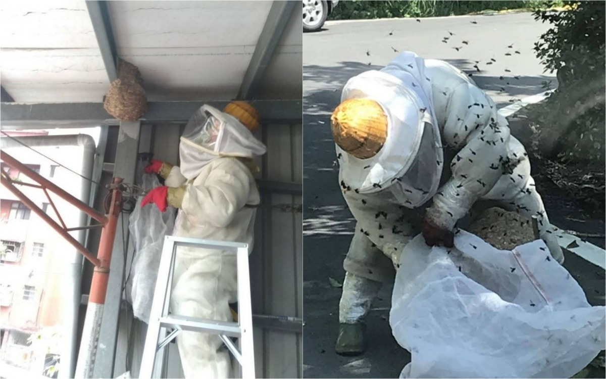 虎頭蜂巢容易築在鐵皮屋加蓋遮雨棚鋼樑上(左)，民眾在發現時應立即通報。 新北市動保處/提供