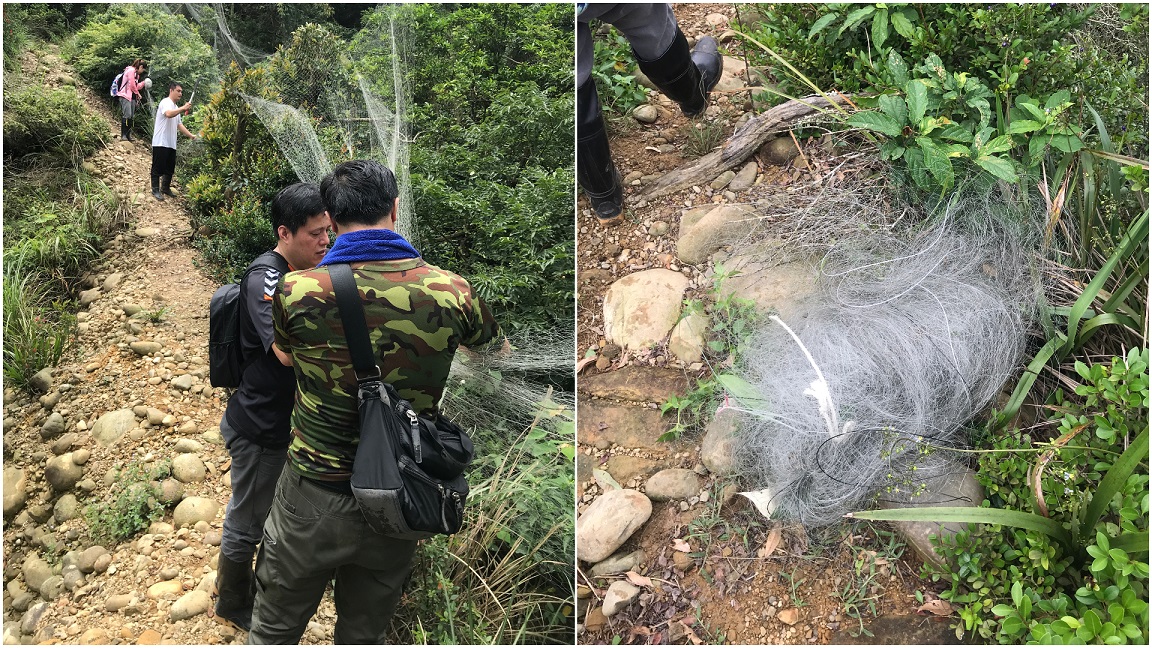 林管處巡視員合力將長約150公尺、高約20公尺的巨大鳥網拆除。 新竹林管處劉玉琳/提供