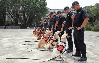 警犬們平時需要大量的訓練及出勤，因此日常飼養及定期健康照護相當重要。 新北市動保處/提供