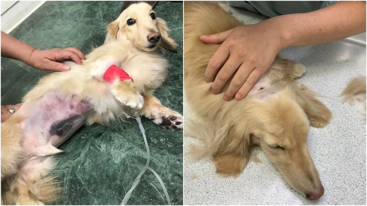 飼主接回「愛寶」後發現身上多處瘀傷(左)，於是立即送至24小時動物醫院檢查(右)。 取自/爆料公社