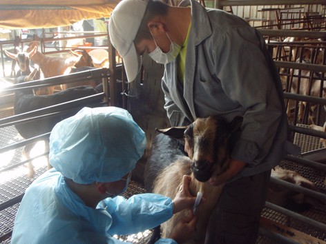 養羊農友協助防疫人員採樣抽血以利檢測結核病。 新北市動保處/提供