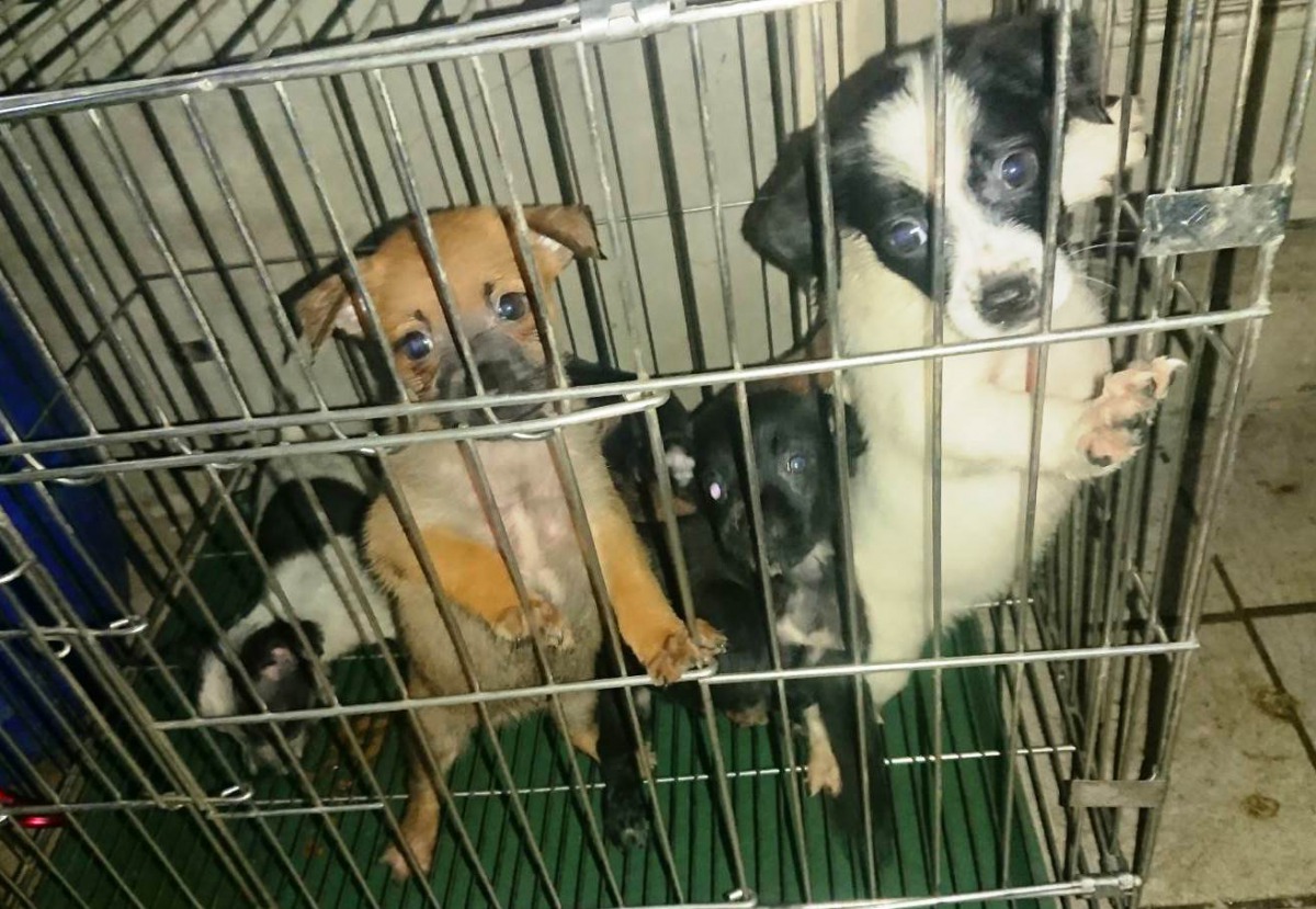 新北市三峽區曾經發生過未絕育的母犬因為遊蕩而生下了四隻仔犬。 新北市動保處/提供