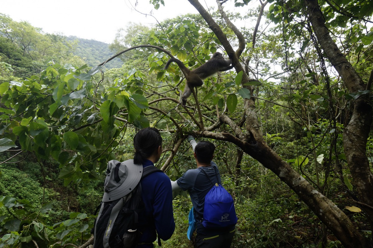 巡山員拆除套索陷阱，協助台灣獼猴脫困。 屏東林管處/提供