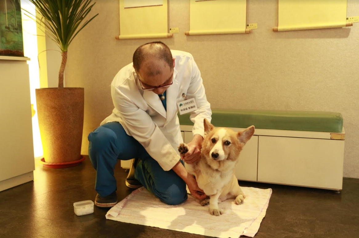 獸醫師林源盛教大家如何預防狗狗中暑。 全國動物醫院/提供