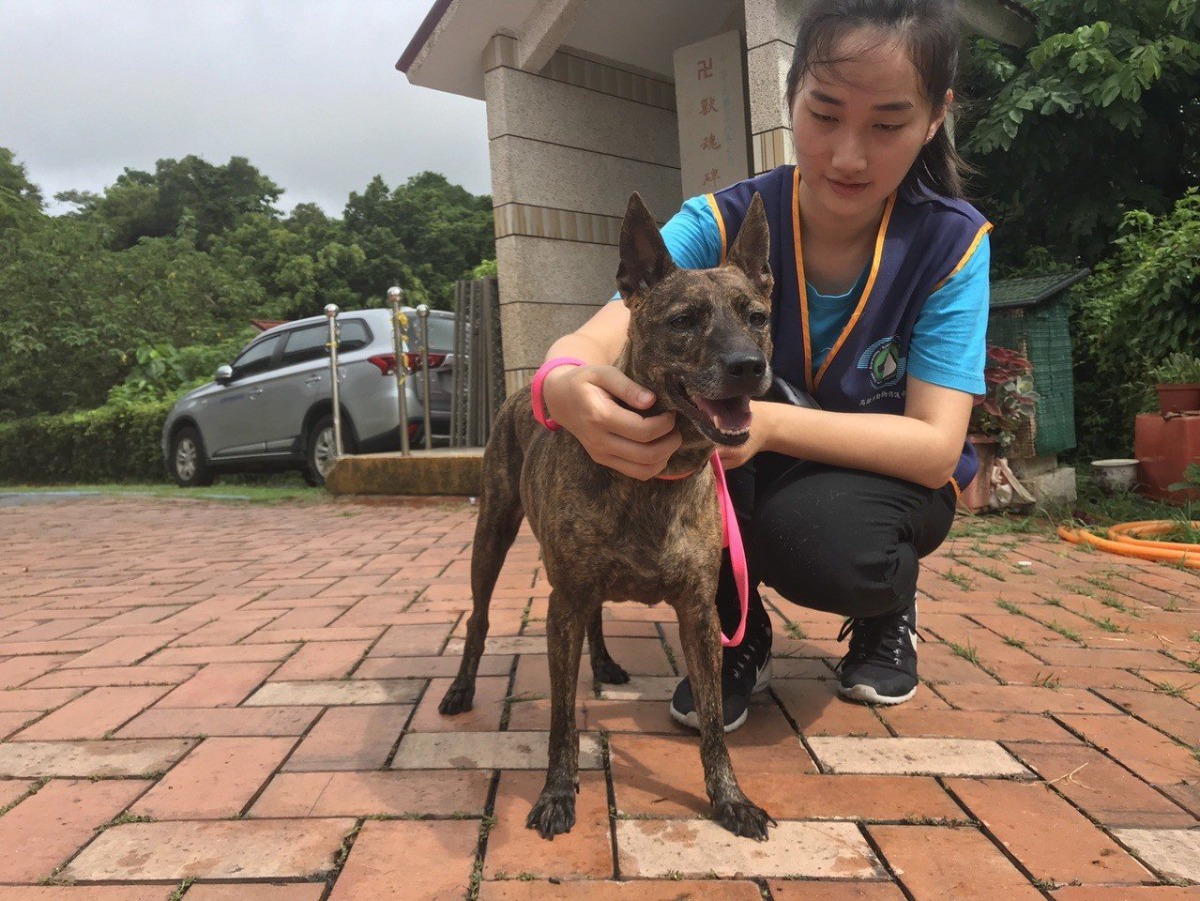 經過訓練的狗狗，將可以提高民眾認養的意願。 高雄市動保處/提供