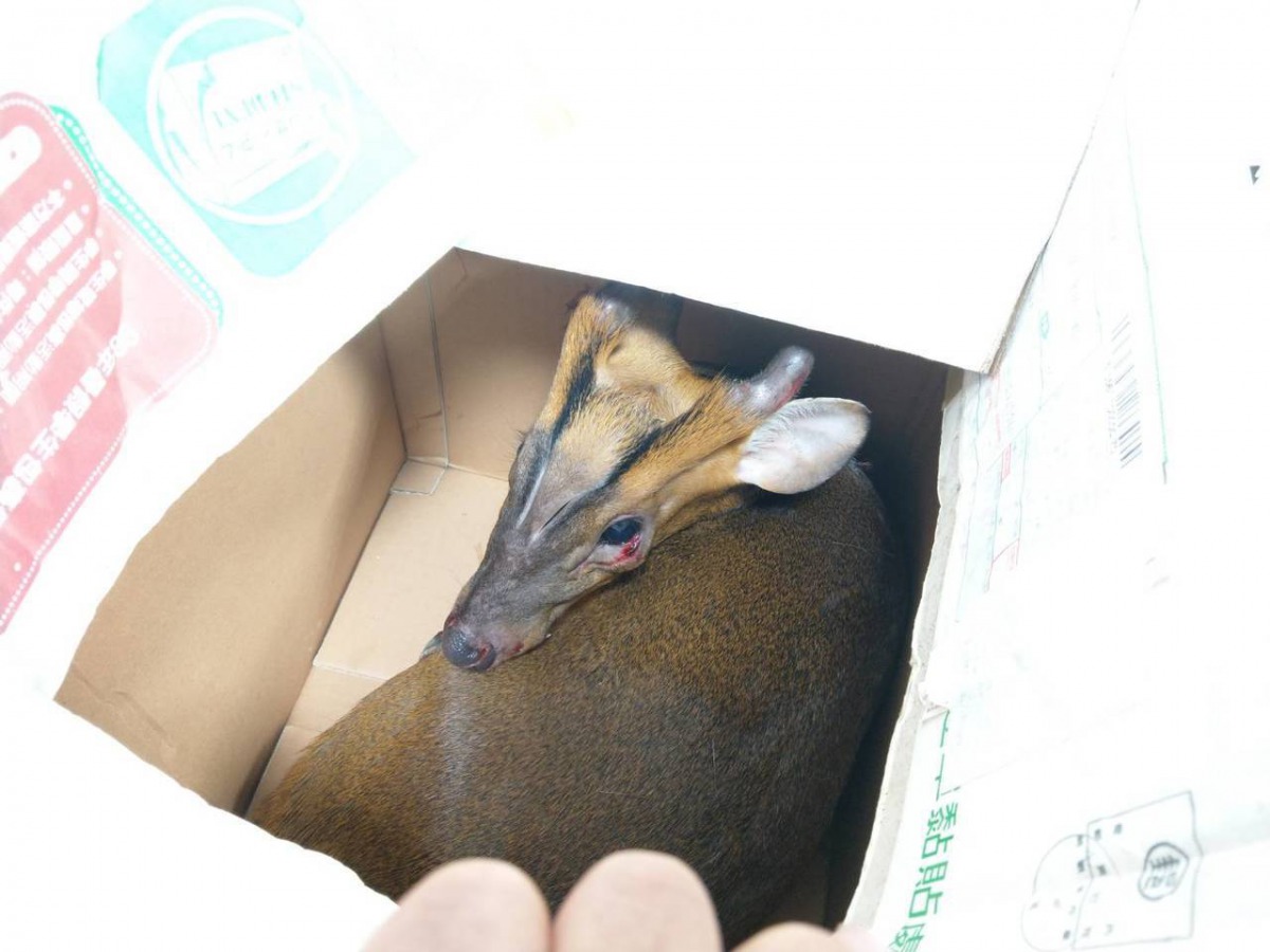 員警向附近居民借紙箱裝受傷的山羌。 瑞芳警分局/提供