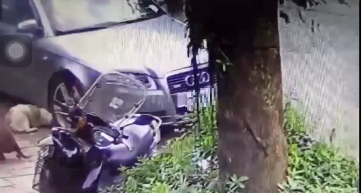 車子輾過浪犬時的監視器畫面。 新北市動保處/提供