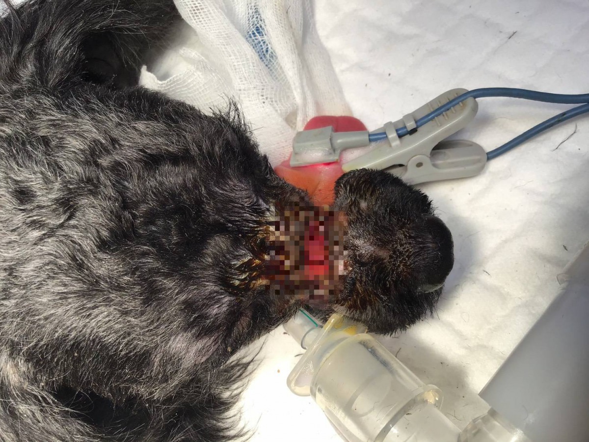 「黑妹」在動手術前鼻吻部有明顯的環狀裂傷。 新北市動保處/提供