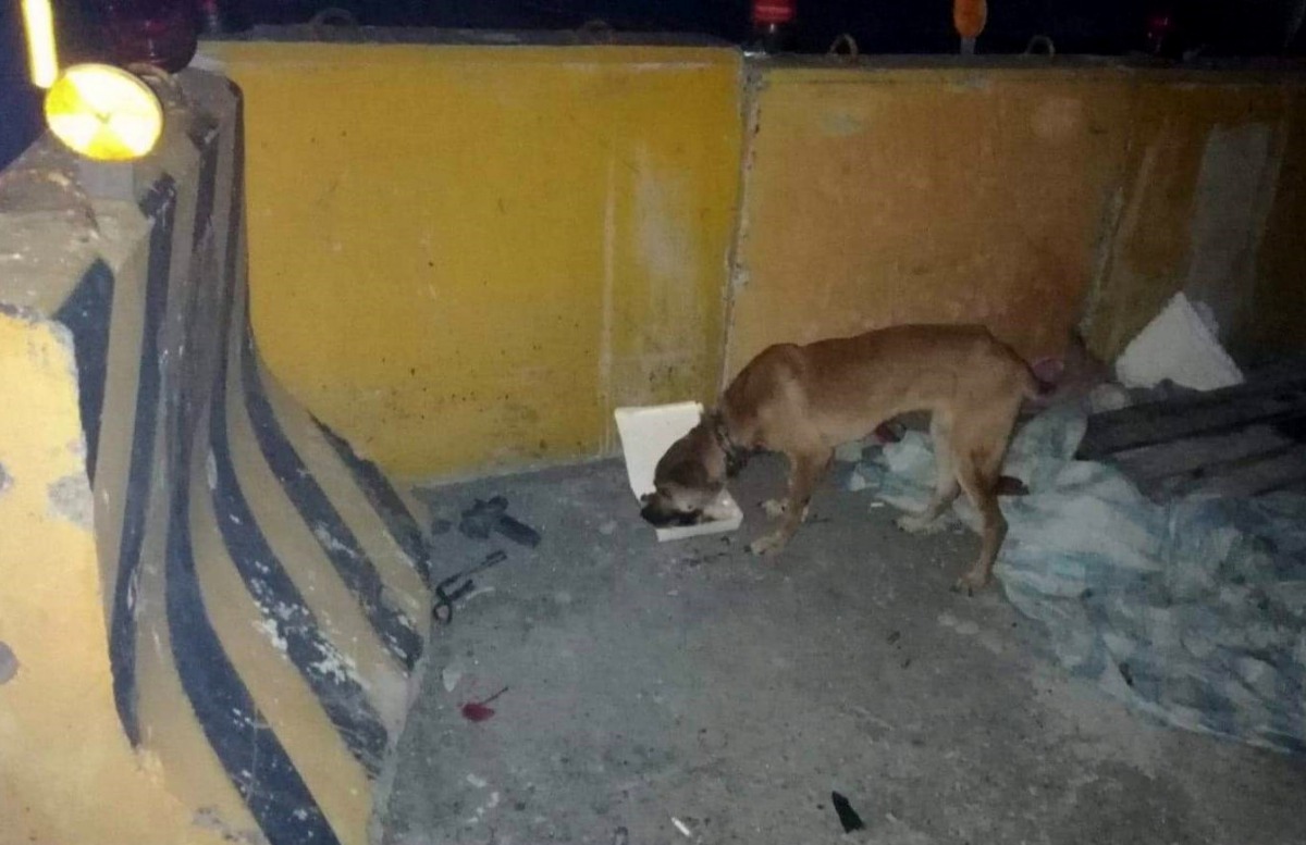 袁姓工人用便當跟浪犬「搏感情」，仍然無法讓狗狗放下戒心。台灣動物緊急救援小組/提供