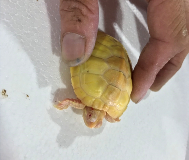 台北關在桃園機場查獲到27隻白化症巴西龜。 台北關/提供